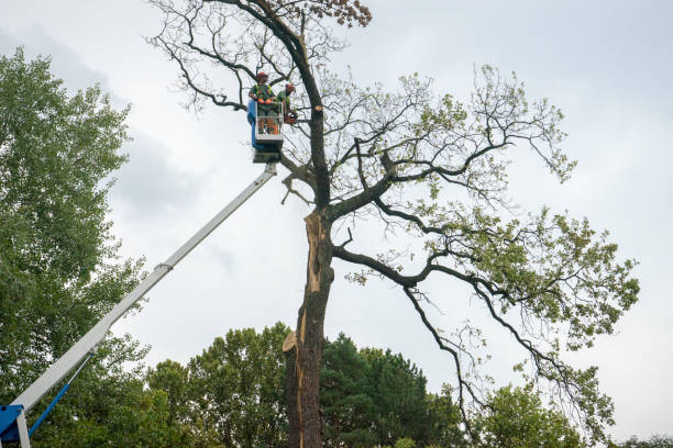 Best Tree Maintenance Programs  in Havre De Grace, MD