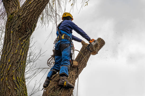 Best Tree and Shrub Care  in Havre De Grace, MD